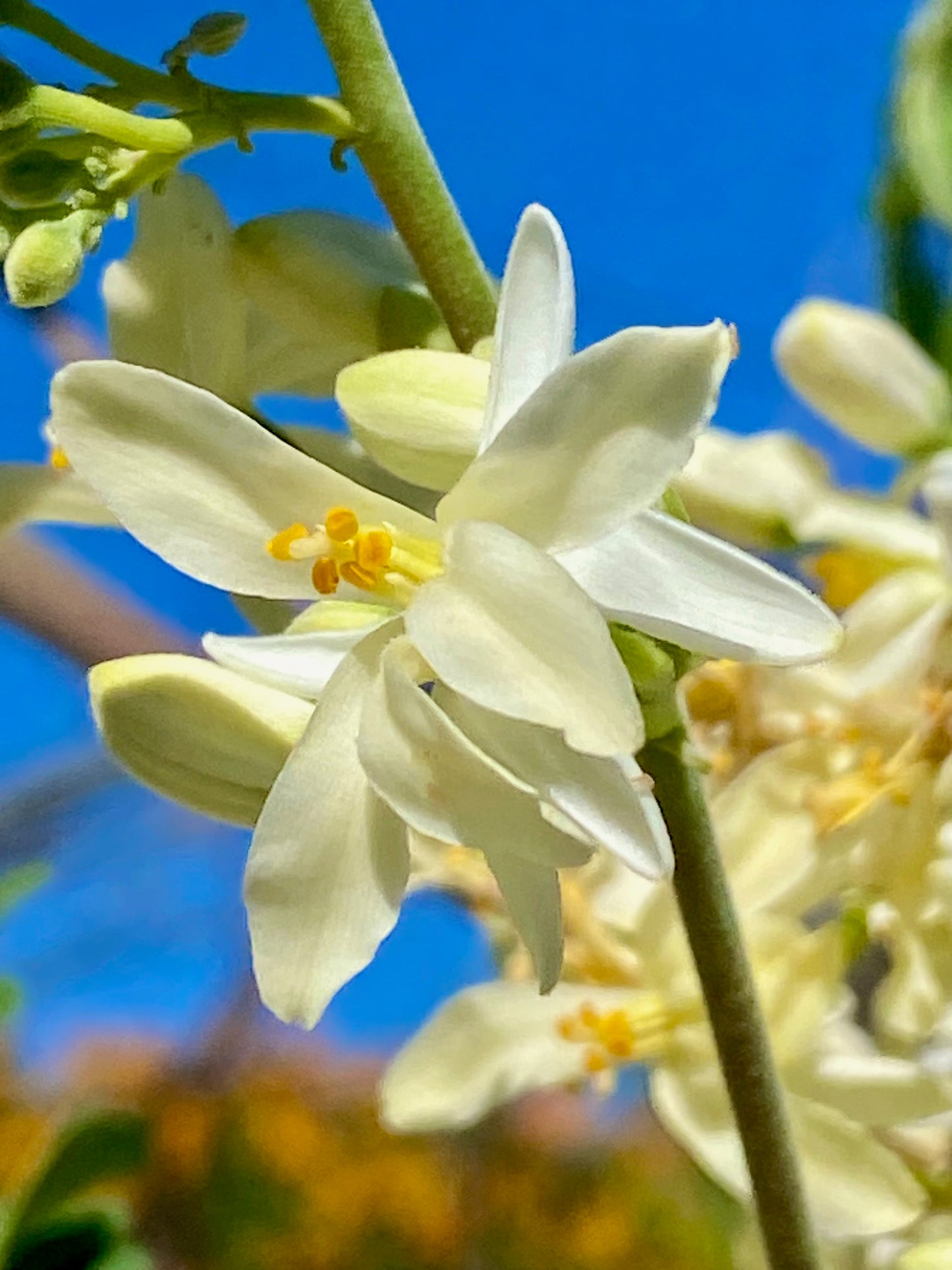 Tree - Moringa Oleifera