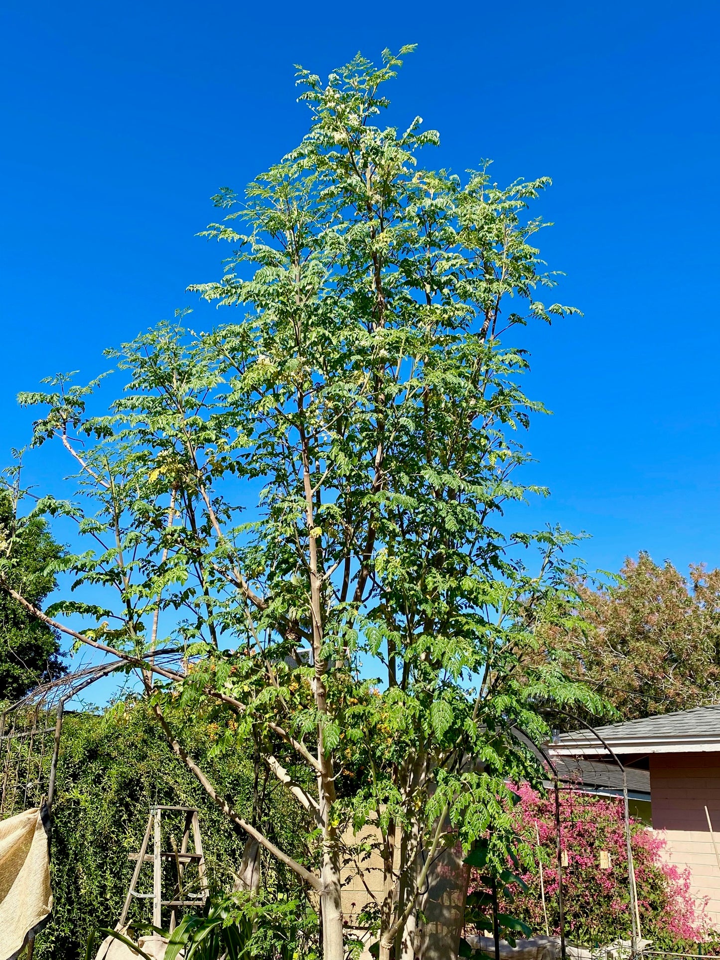 Tree - Moringa Oleifera