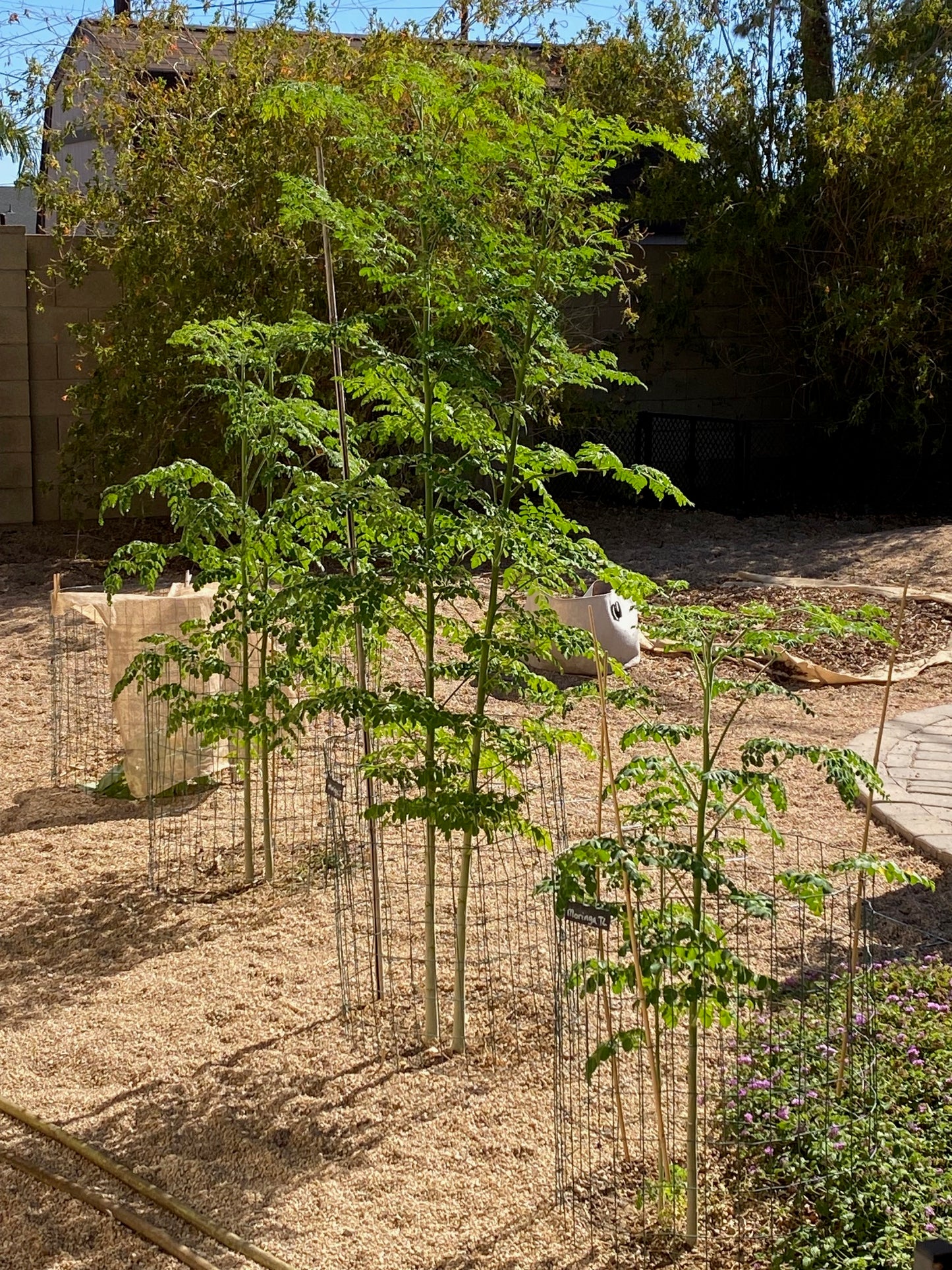 Tree - Moringa Oleifera