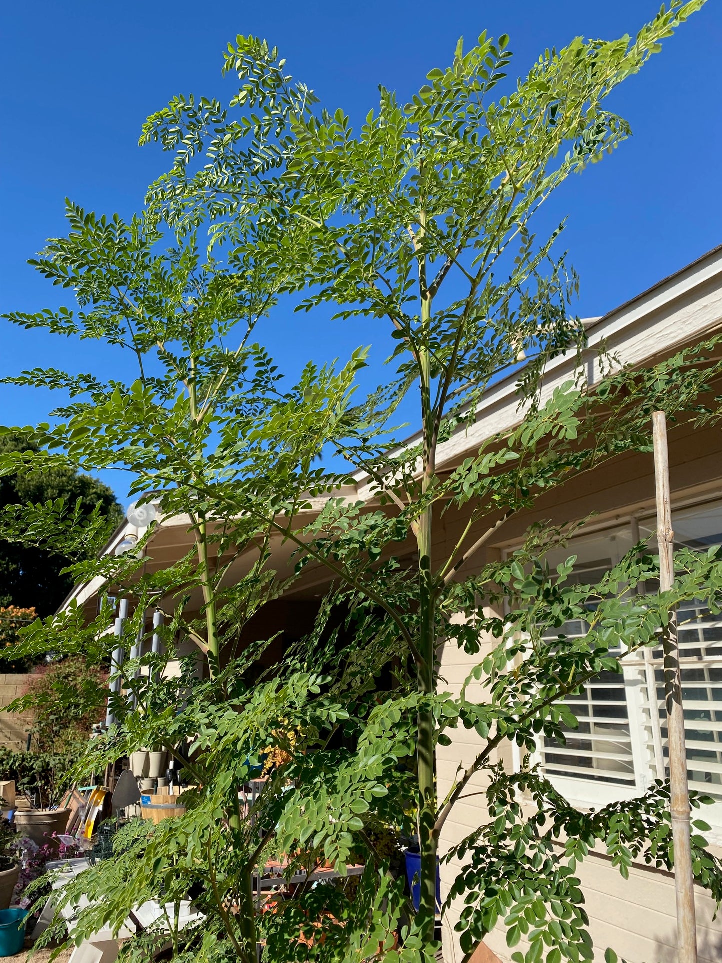 Tree - Moringa Oleifera