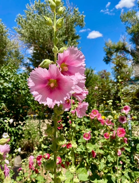 Flower - Hollyhock Mix
