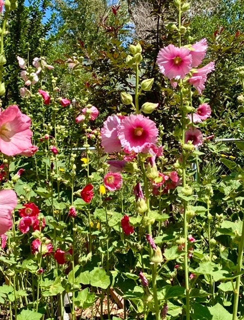 Flower - Hollyhock Mix