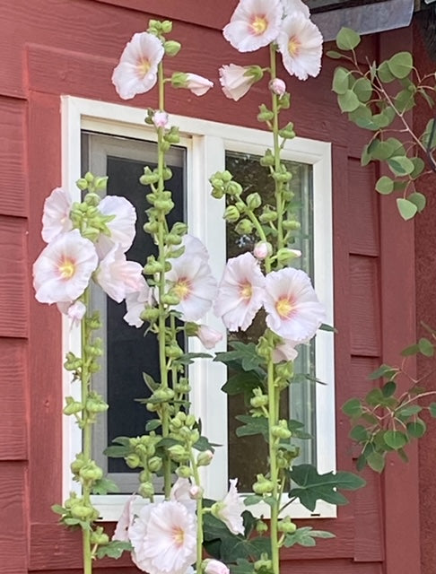 Flower - Hollyhock Mix