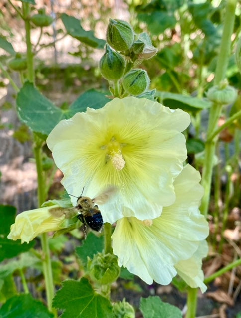 Flower - Hollyhock Mix