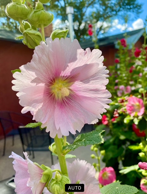 Flower - Hollyhock Mix