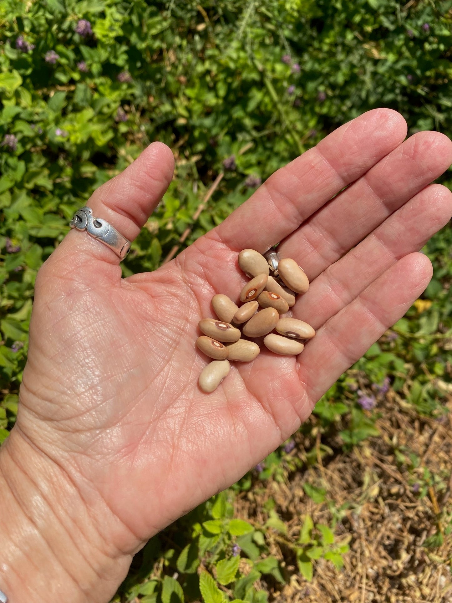 Bean - Bountiful