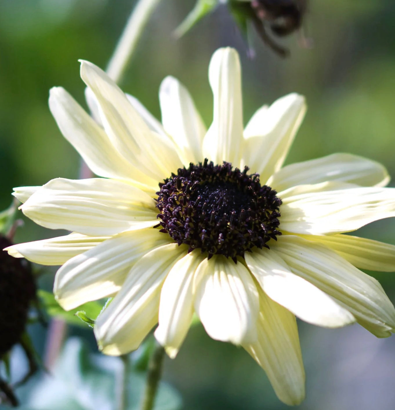 Sunflower - Italian White