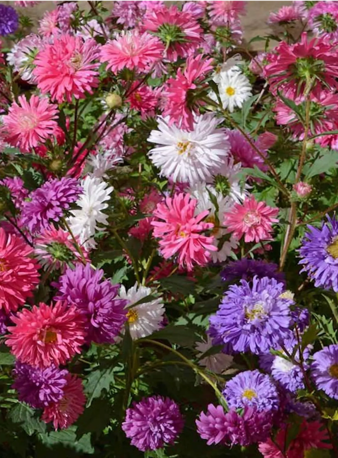 Flower - Aster Powder Puff (China Aster)