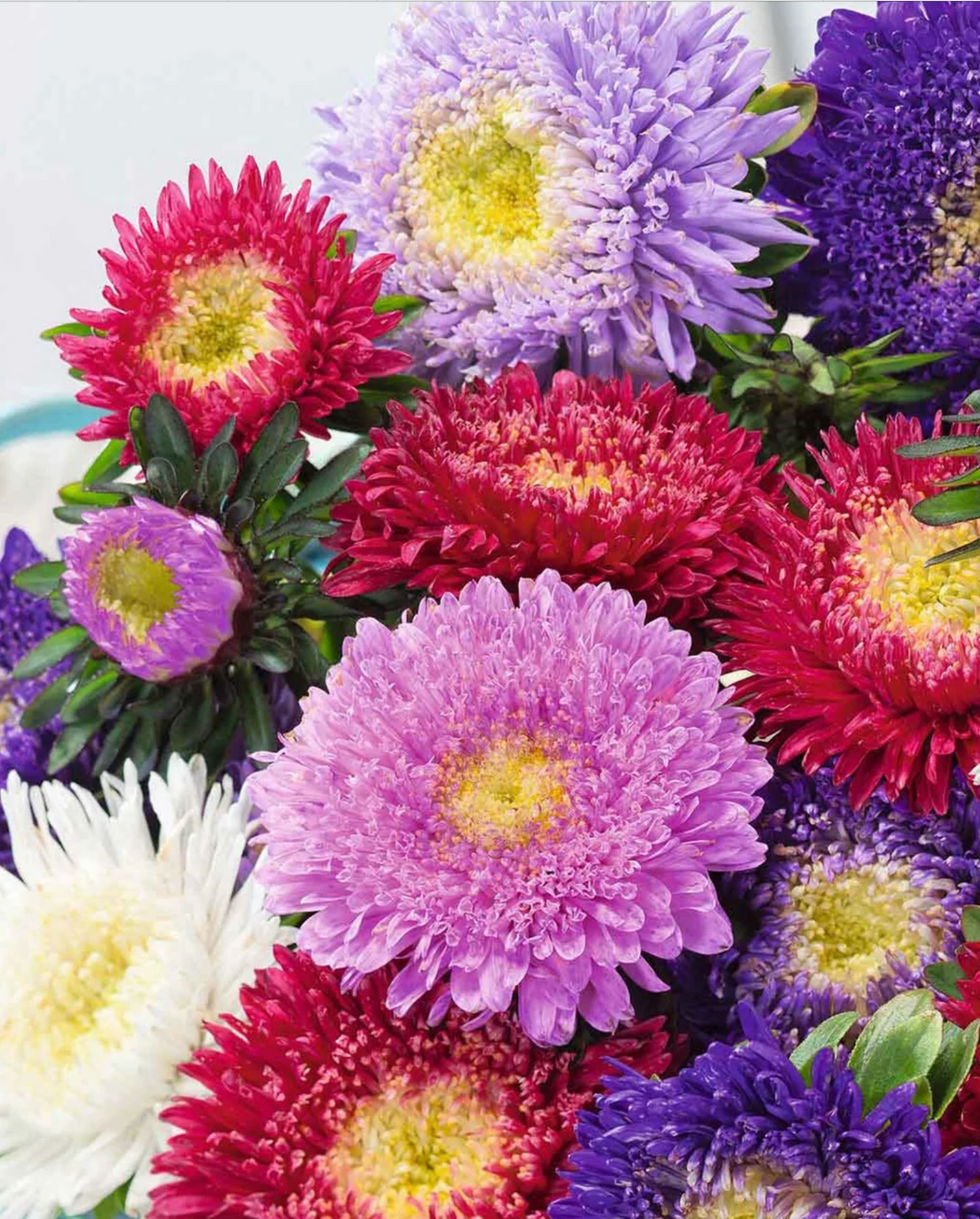Flower - Aster Powder Puff (China Aster)