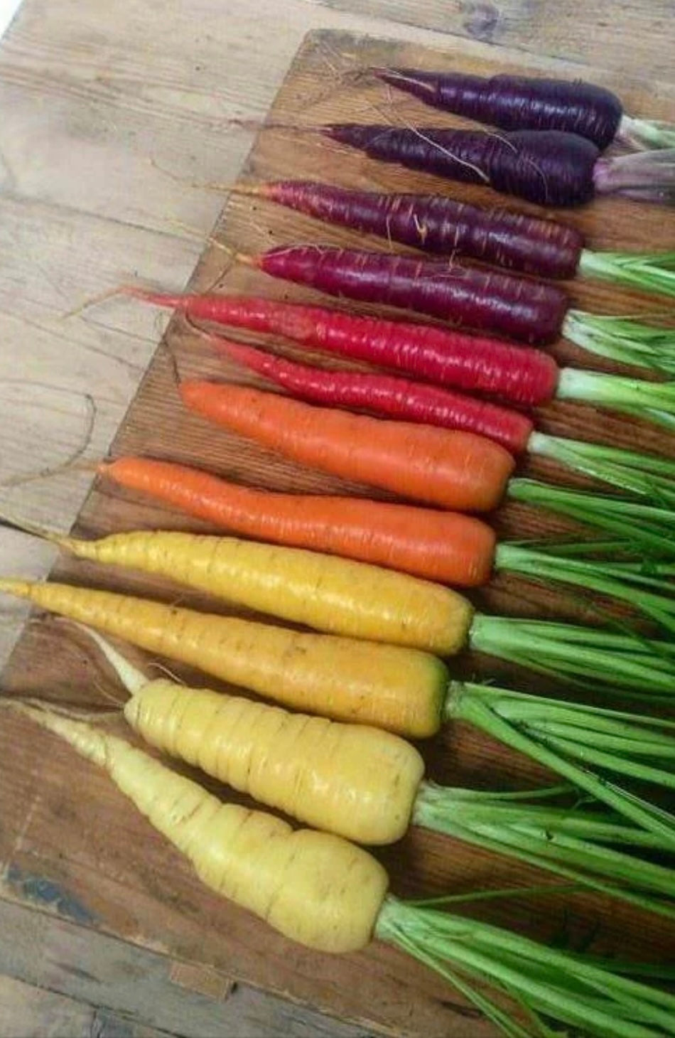 Carrots - Rainbow