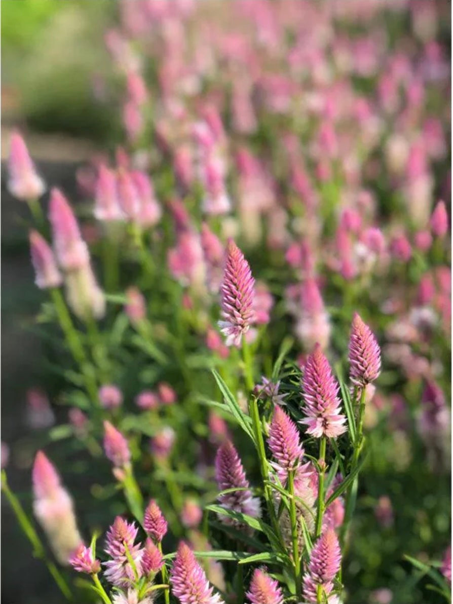 Flower - Celosia Flamingo Feather