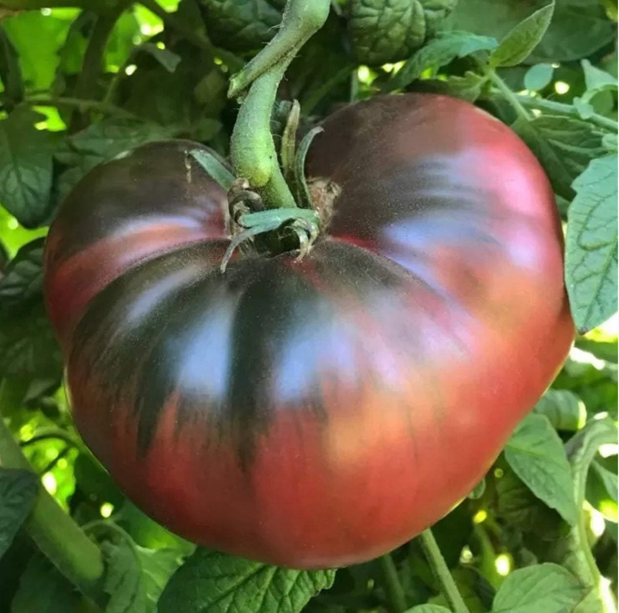 Tomato - Cherokee Purple