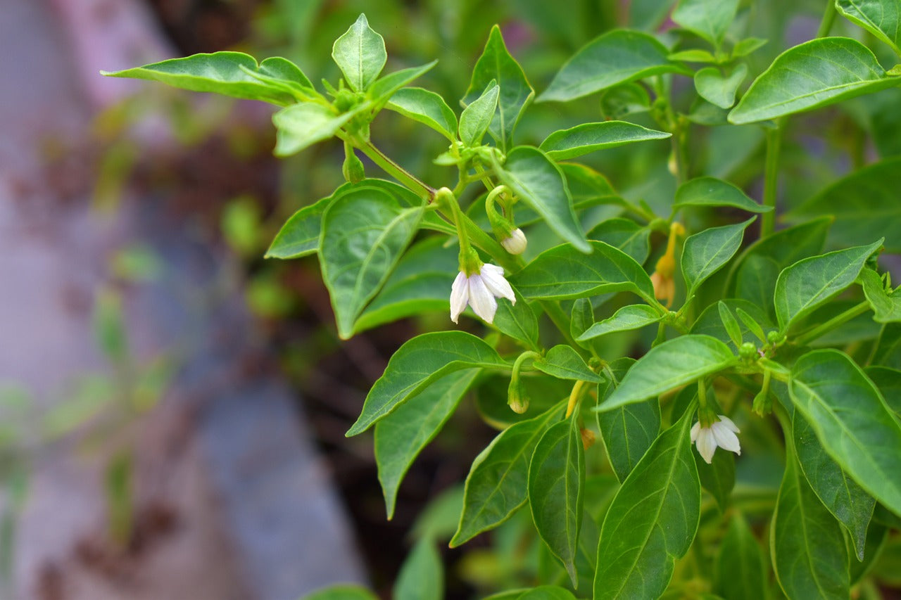 Pepper - TAM Jalapeno