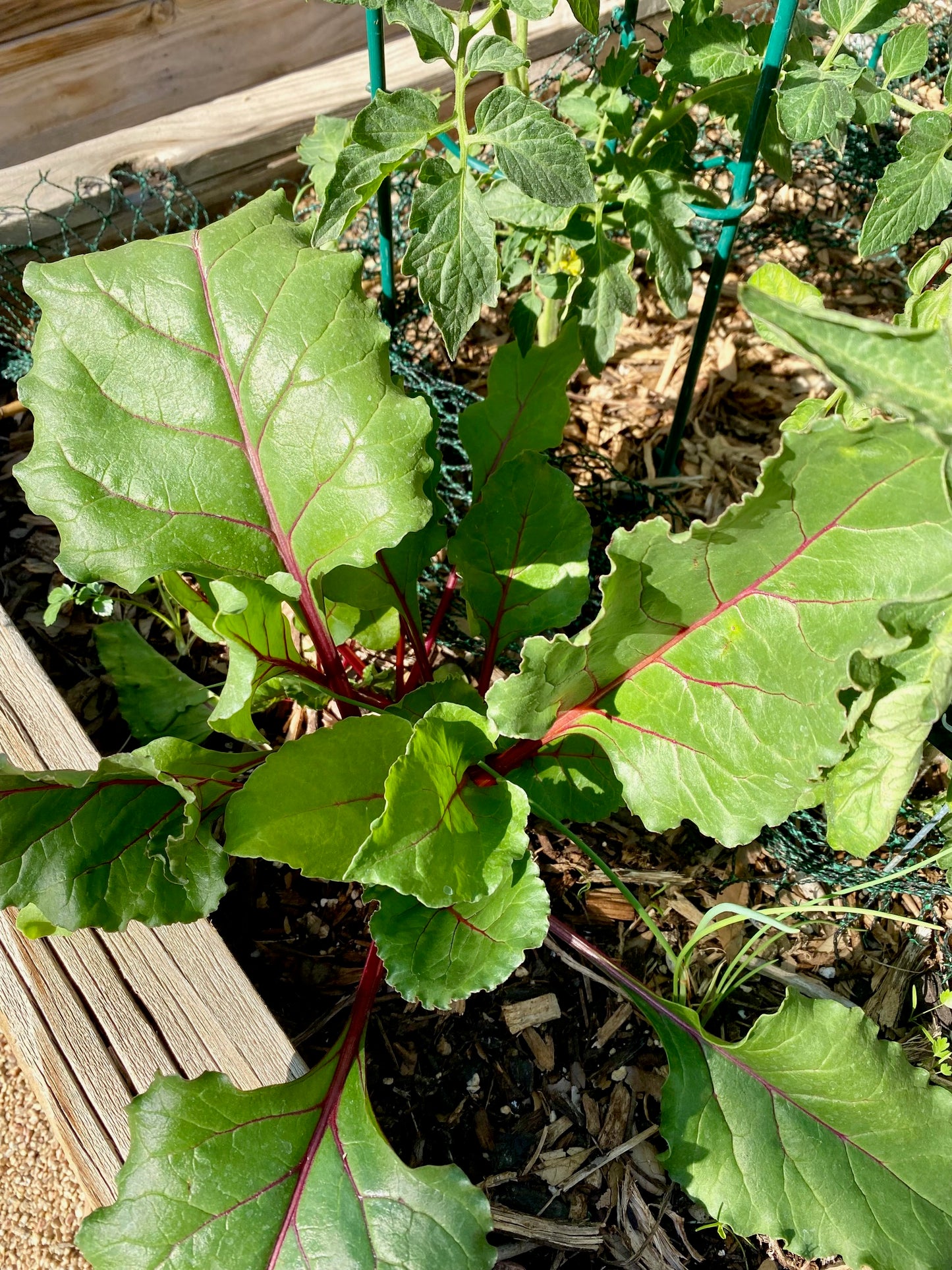 Chioggia Beet