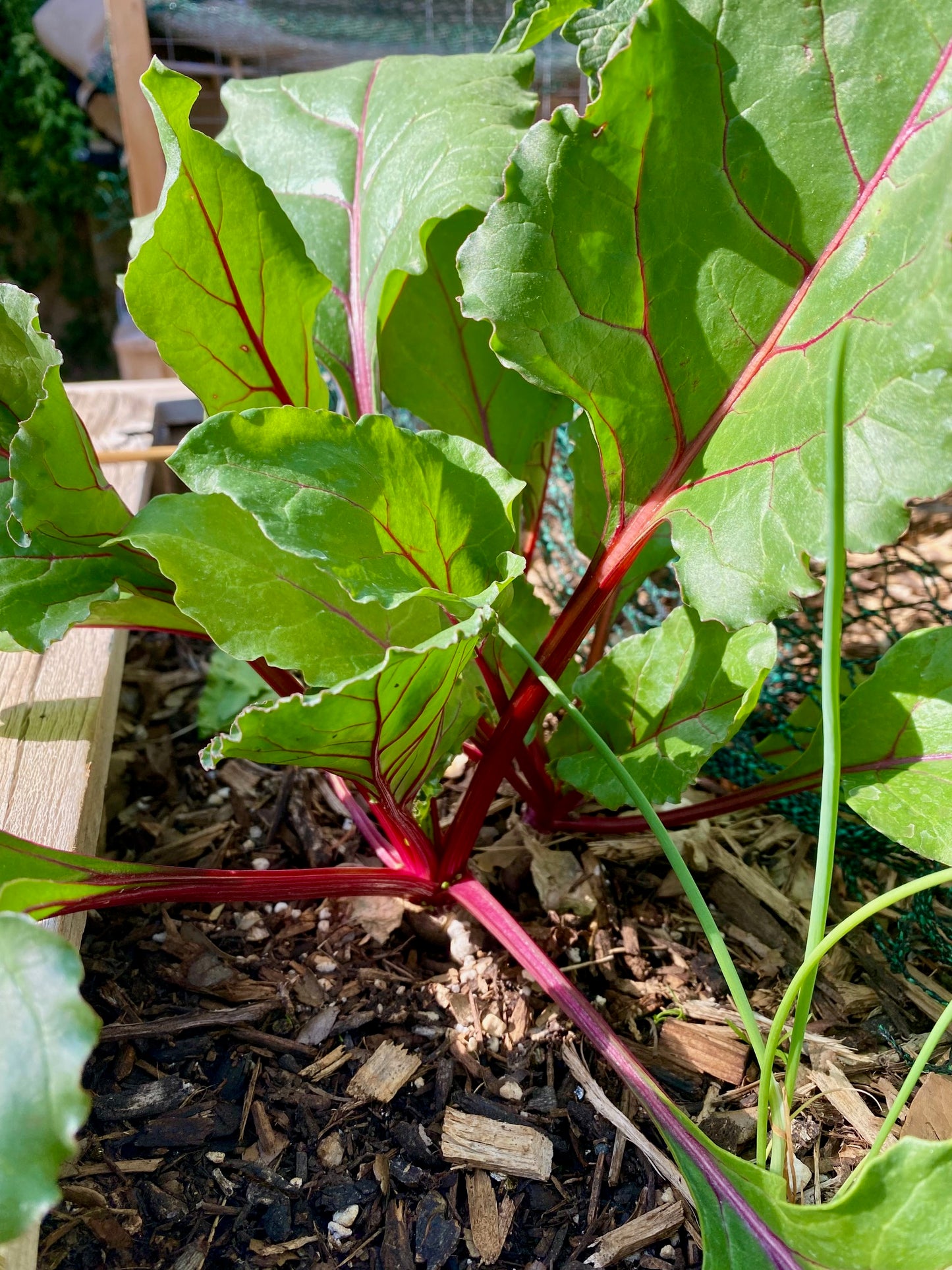 Chioggia Beet