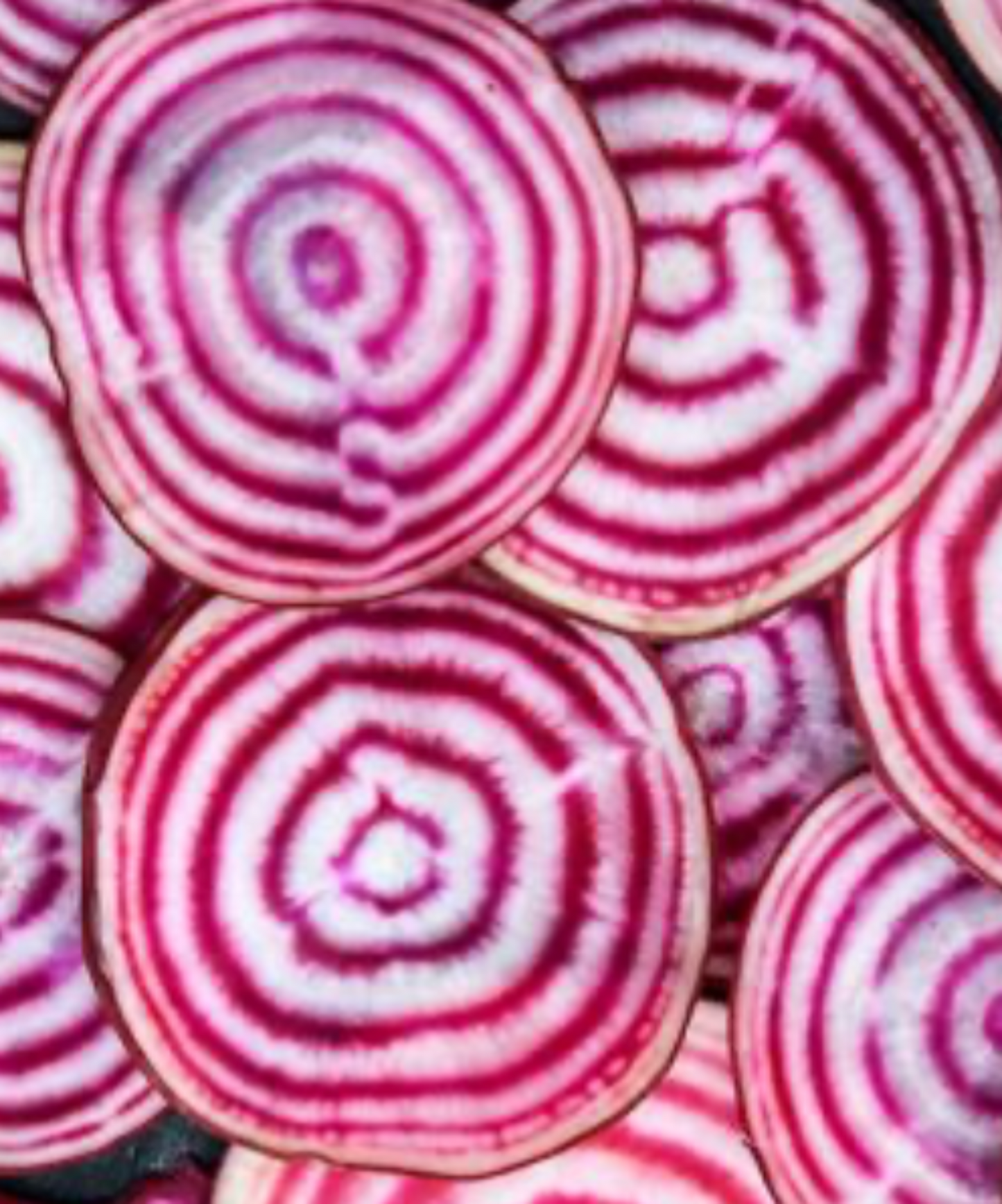 Chioggia Beet