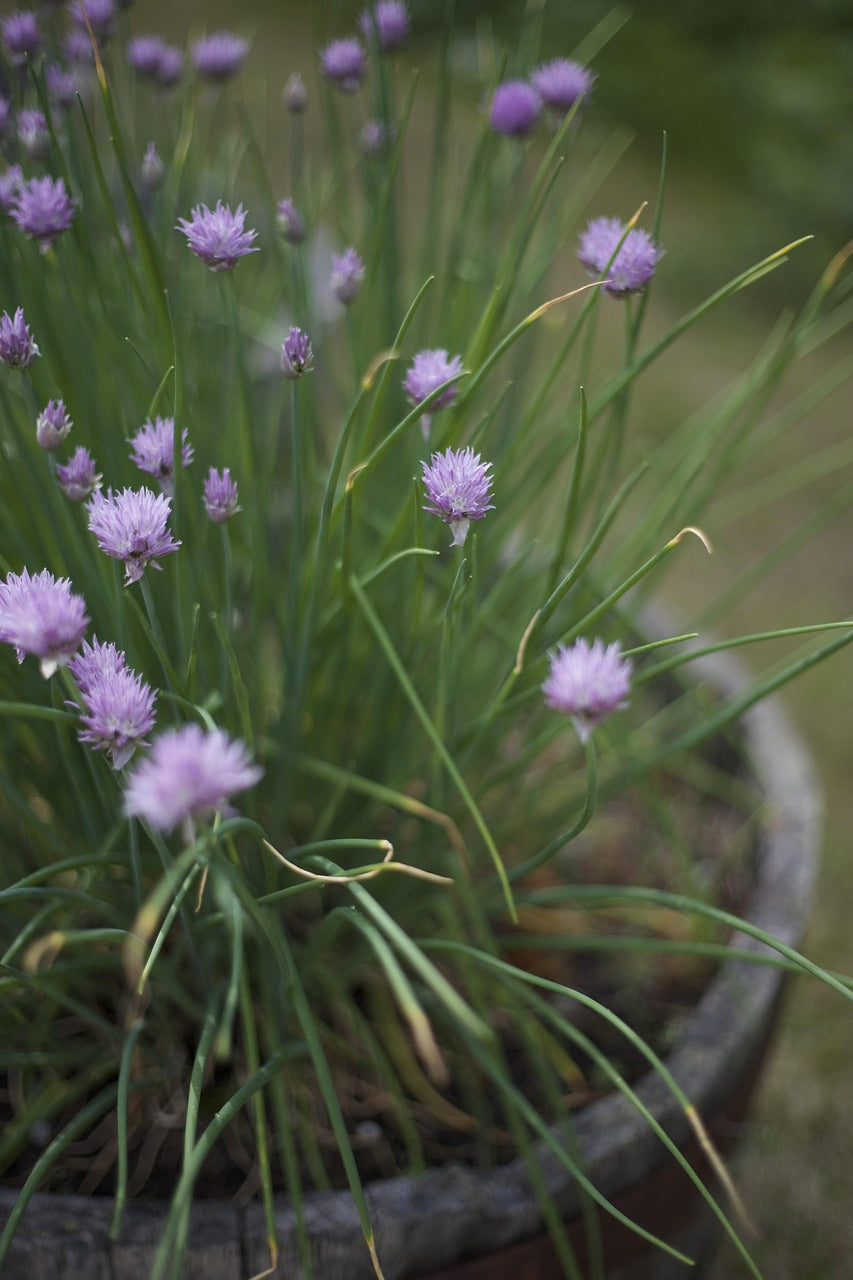 Herb - Chives