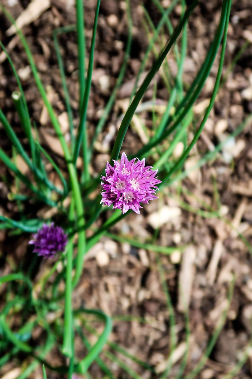 Herb - Chives