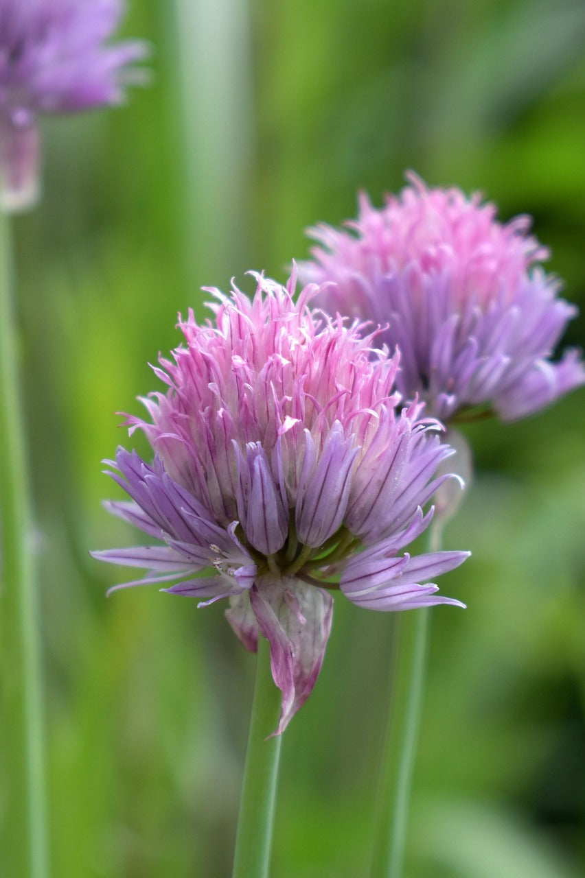 Herb - Chives