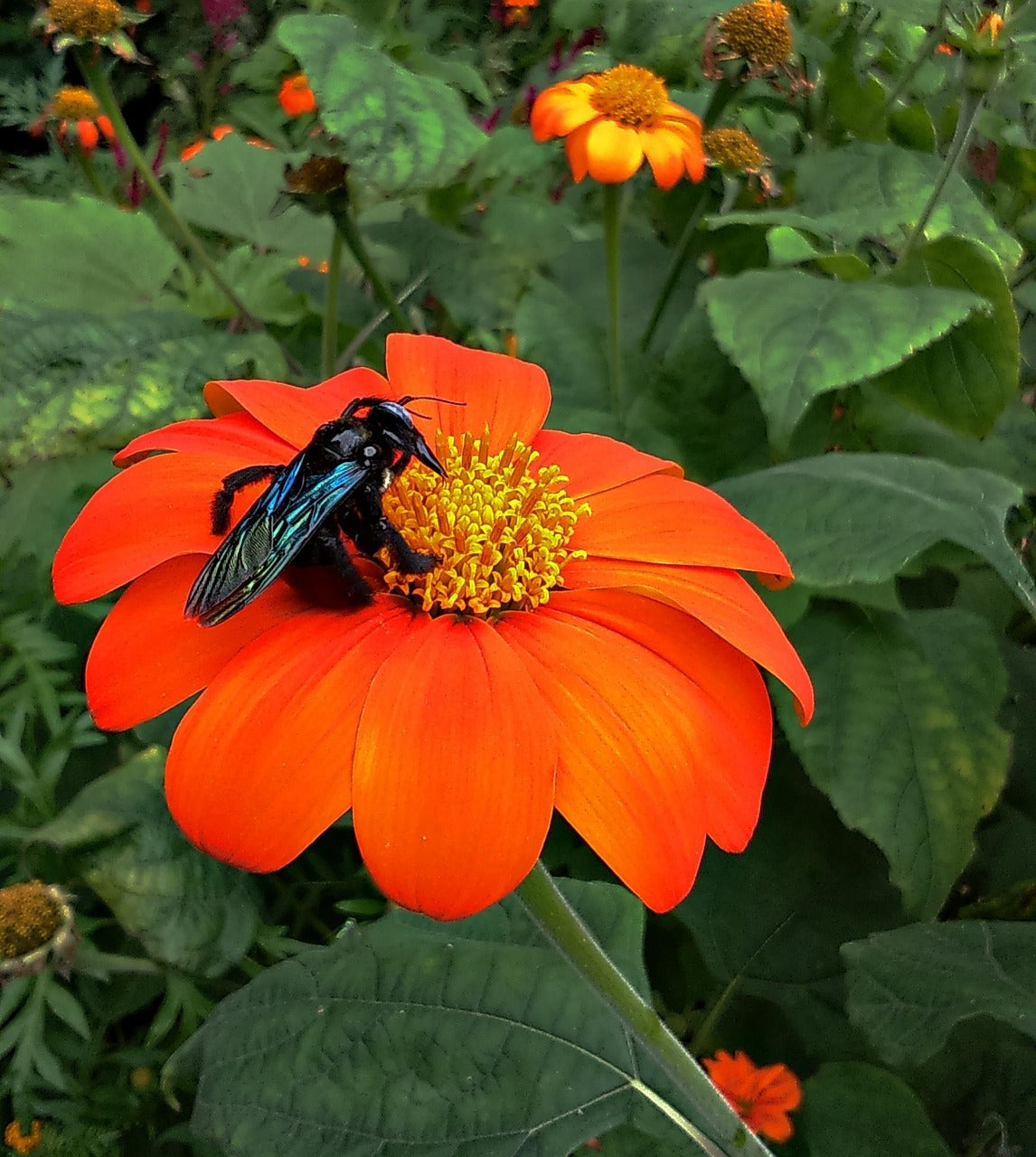 Flower - Tithonia - Mexican Sunflower