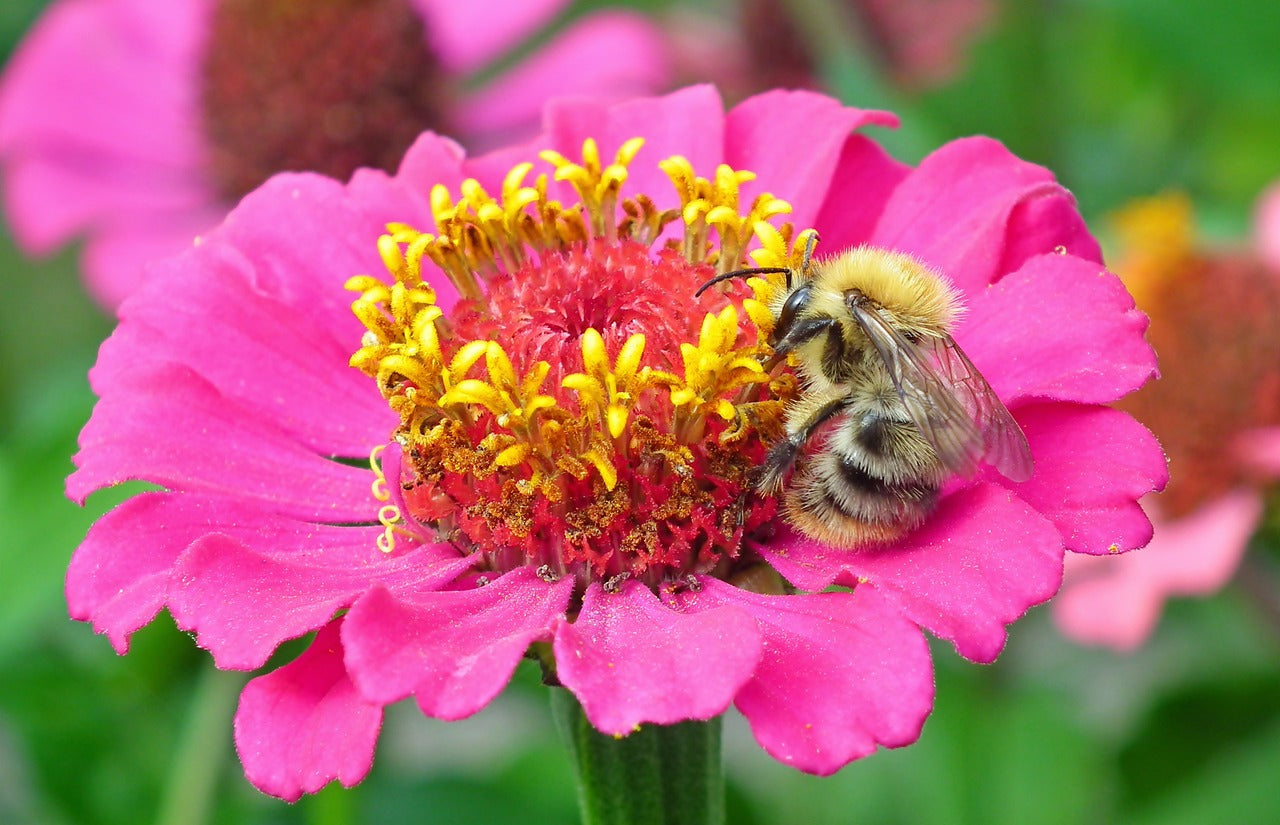 Zinnia - State Fair Mix