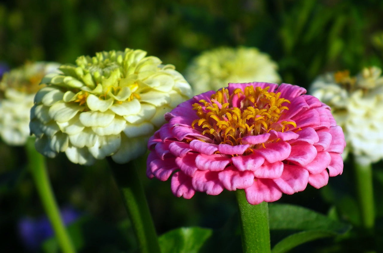 Zinnia - State Fair Mix