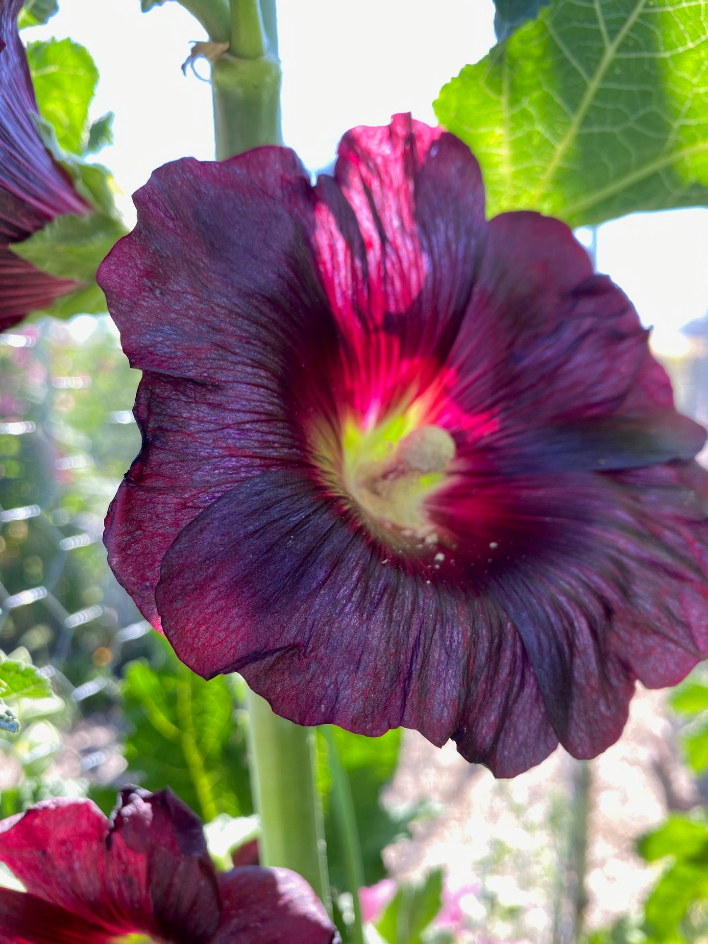 Flower - Hollyhock Mix