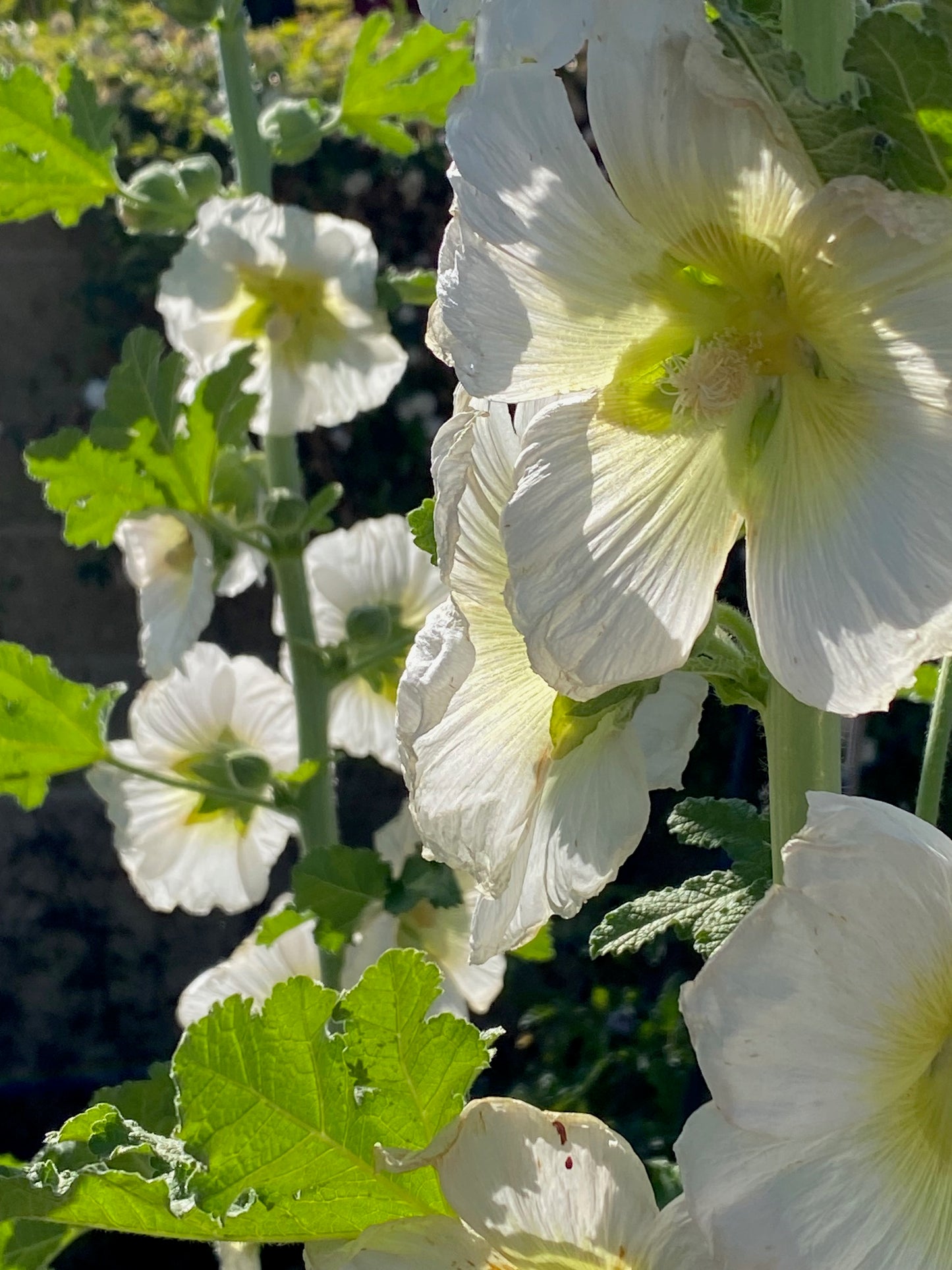 Flower - Hollyhock Mix