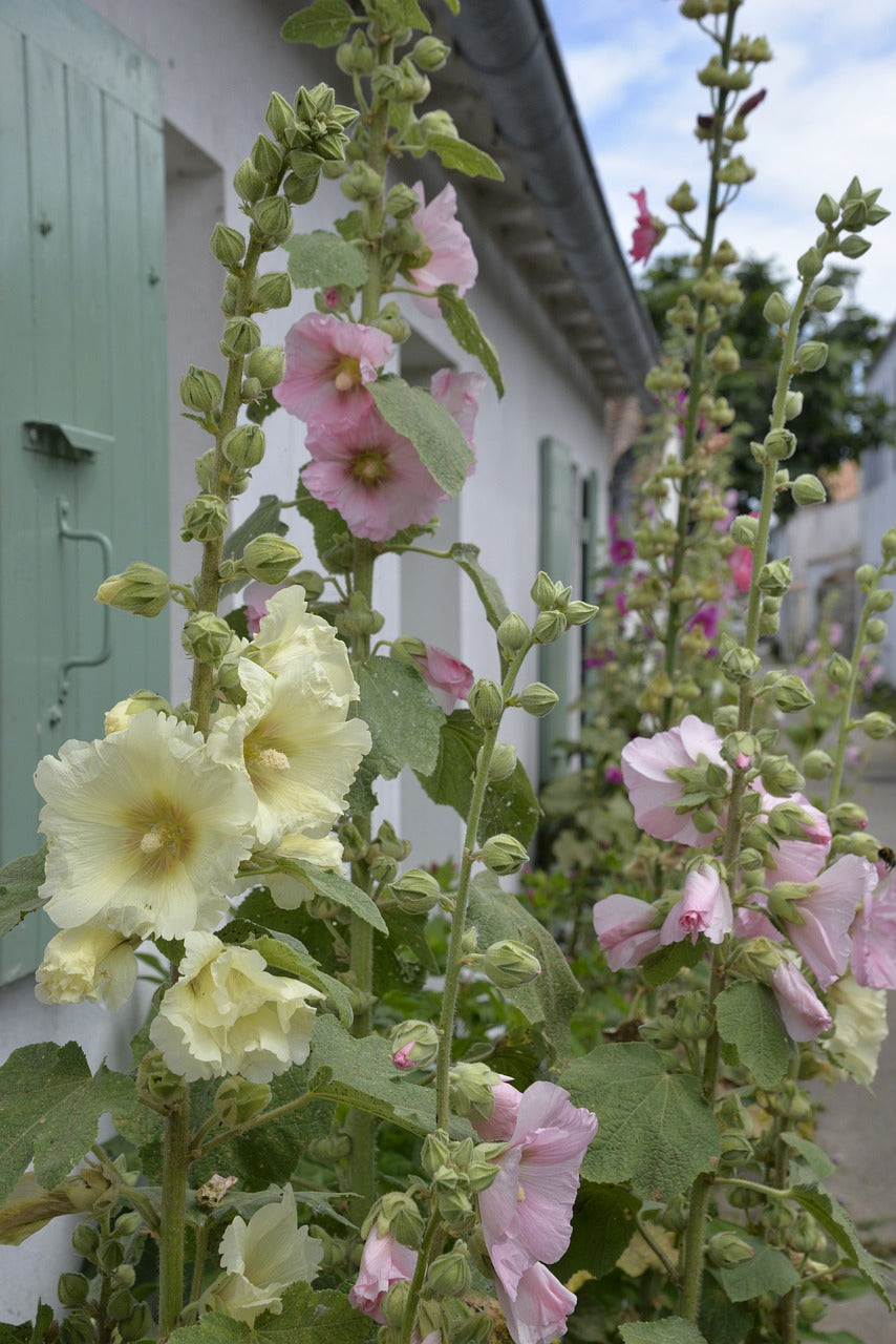 Flower - Hollyhock Mix