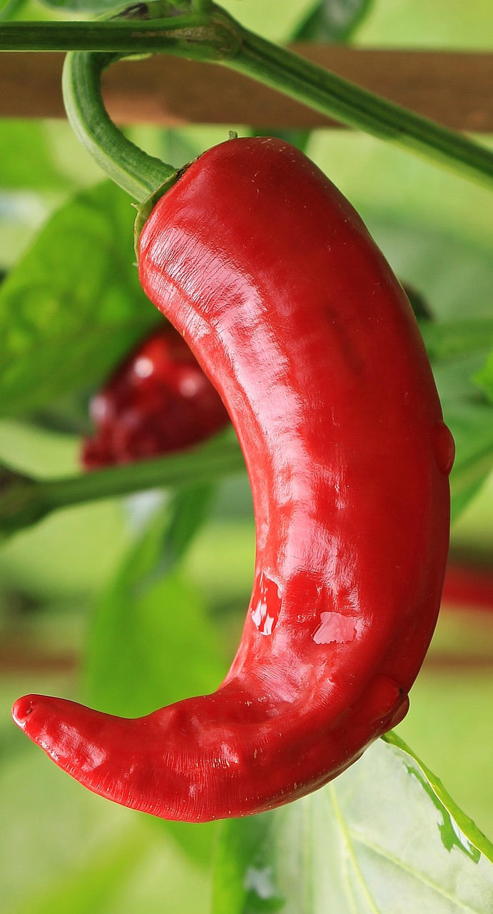 Pepper - Sweet Marconi