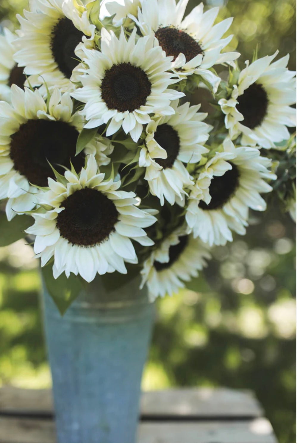 Sunflower - Italian White