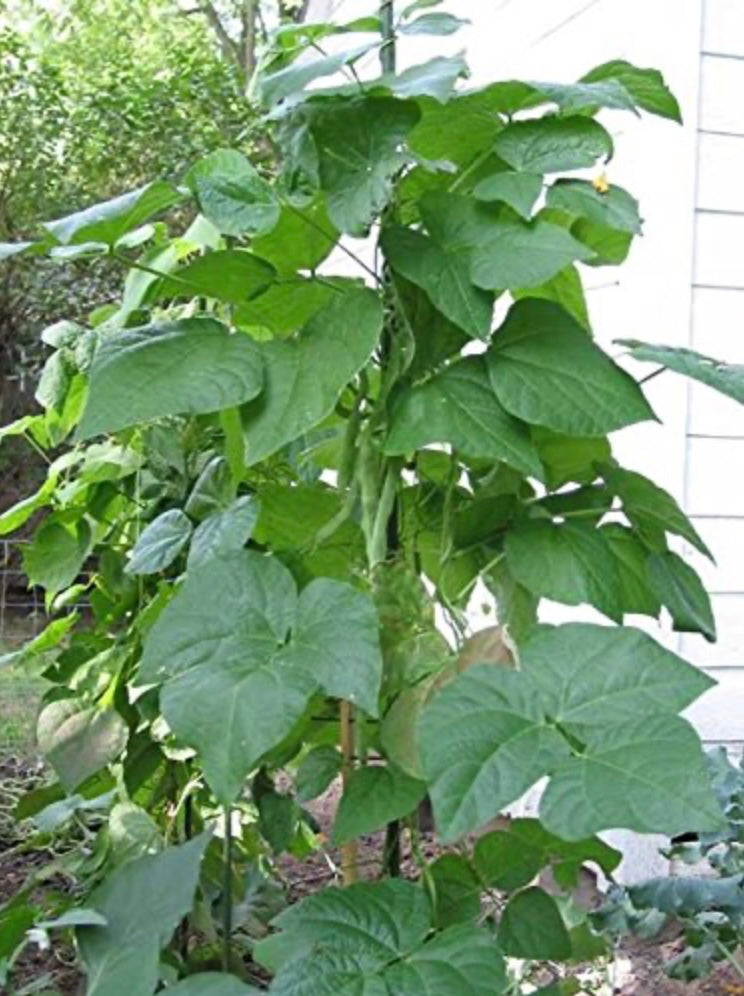 Beans - Kentucky Pole
