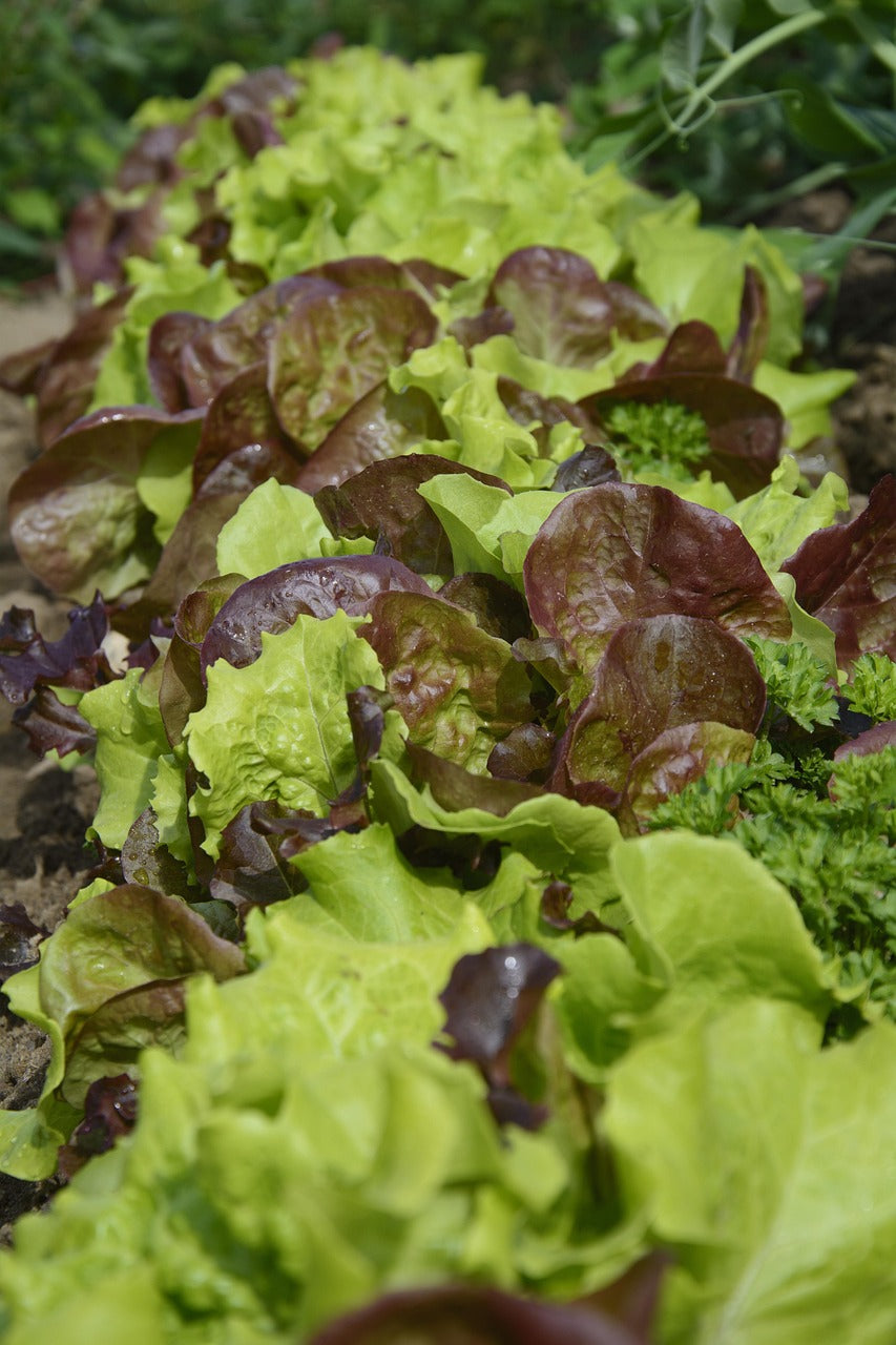 Lettuce - Gourmet Mix
