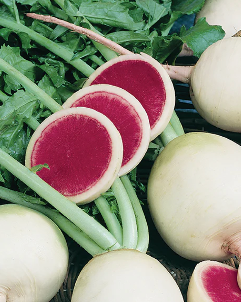 Radish - Red Meat/ Watermelon