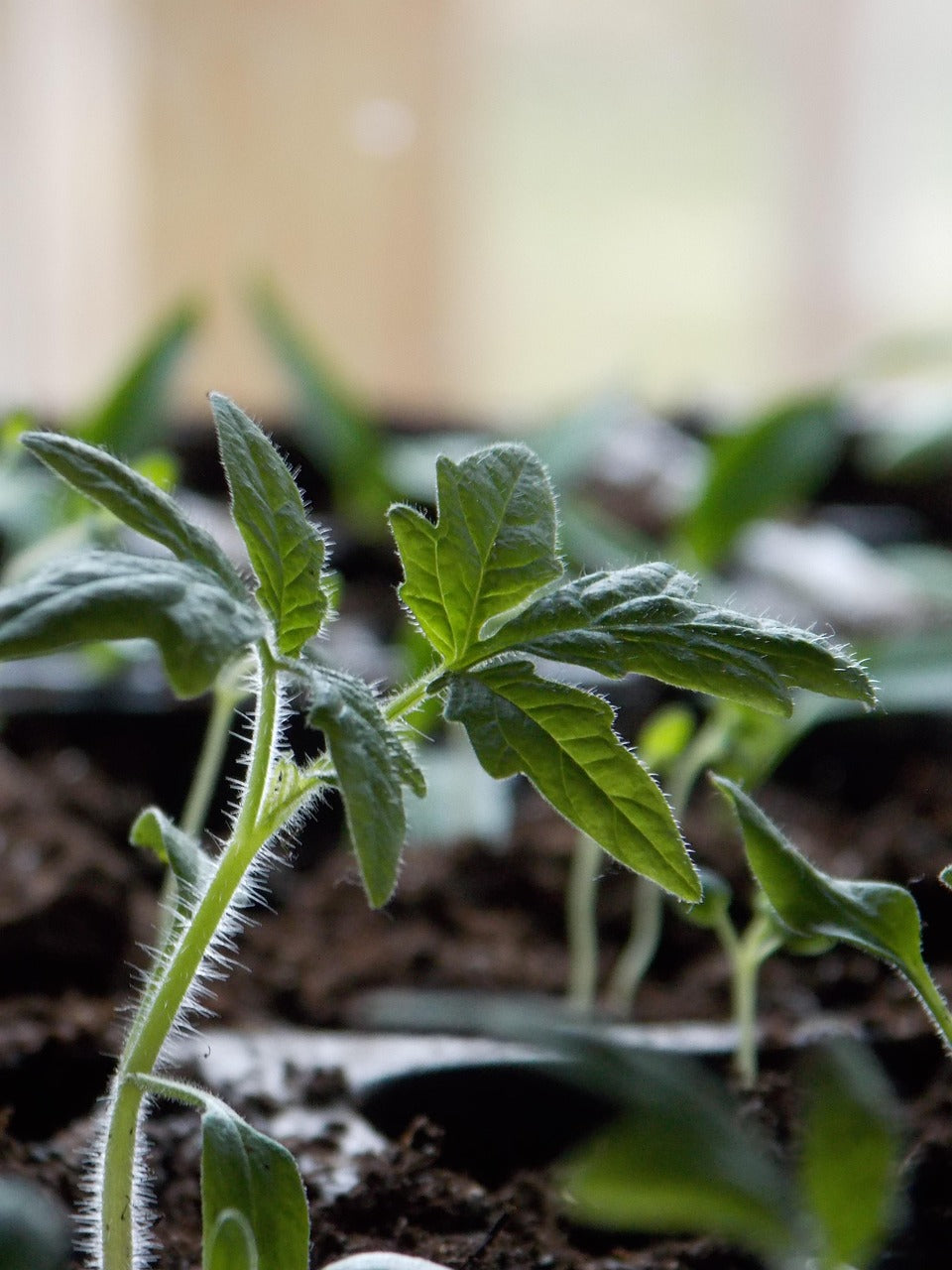 Tomato - Cherokee Purple