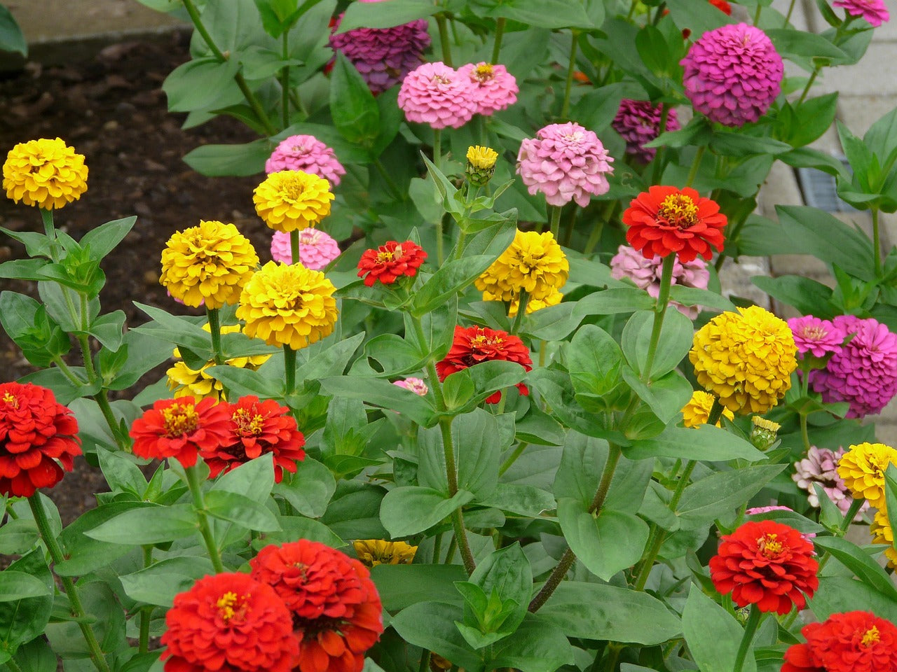 Zinnia - State Fair Mix