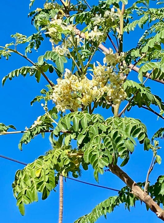 Growing Marvelous Moringa