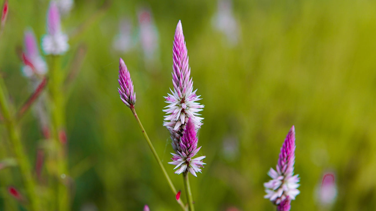 Flower - Celosia Flamingo Feather