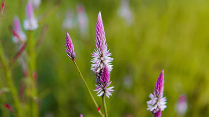 Flower - Celosia Flamingo Feather