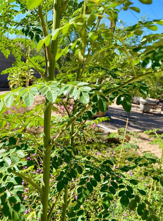 Tree - Moringa Oleifera