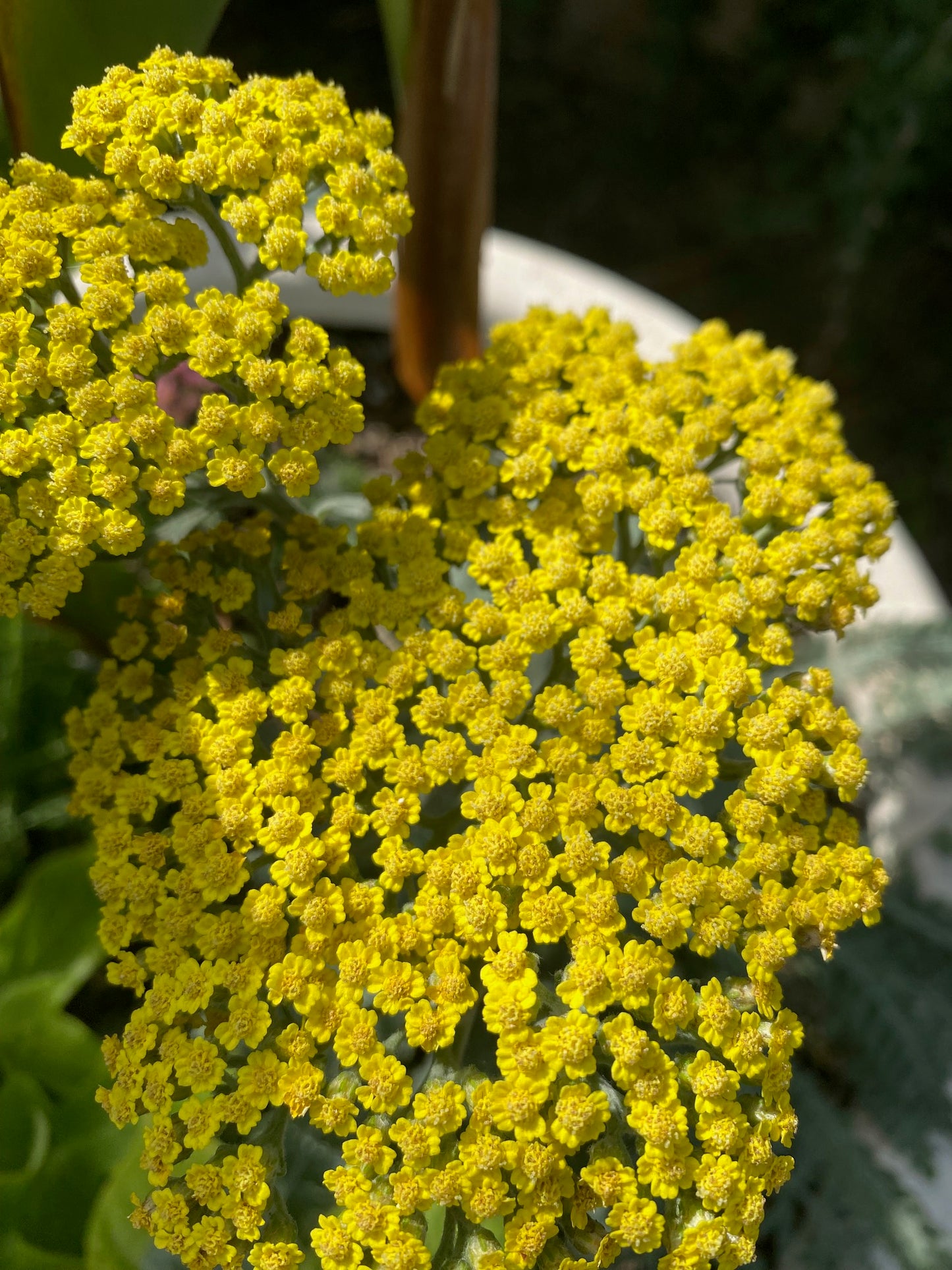 Herb - Yellow Yarrow