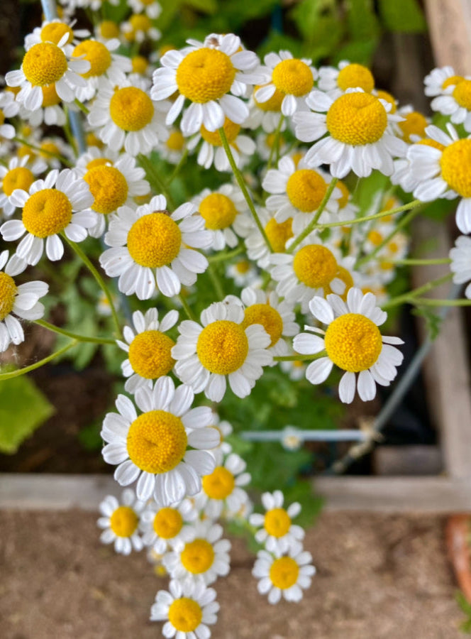 Herb - Feverfew