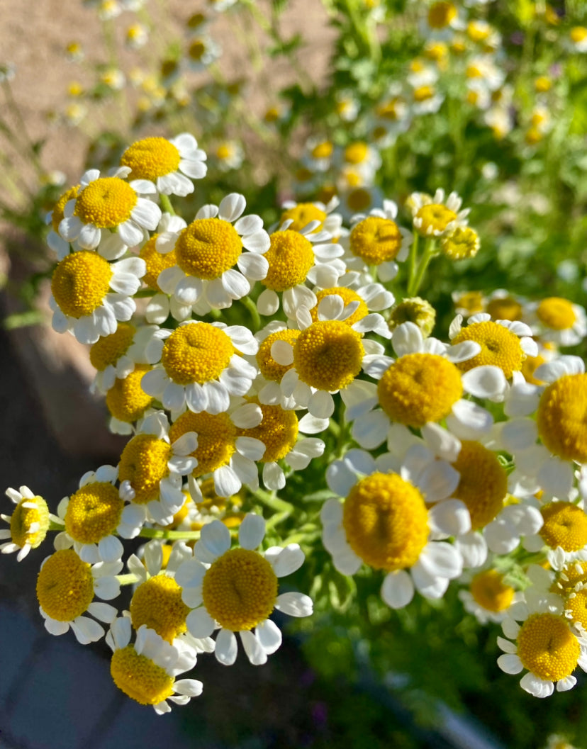 Herb - Feverfew