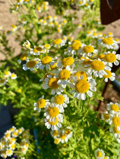 Herb - Feverfew