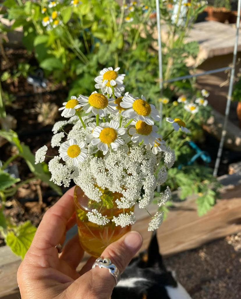 Herb - Feverfew