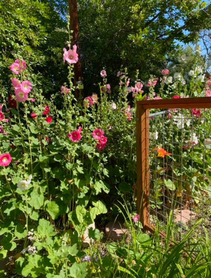 Flower - Hollyhock