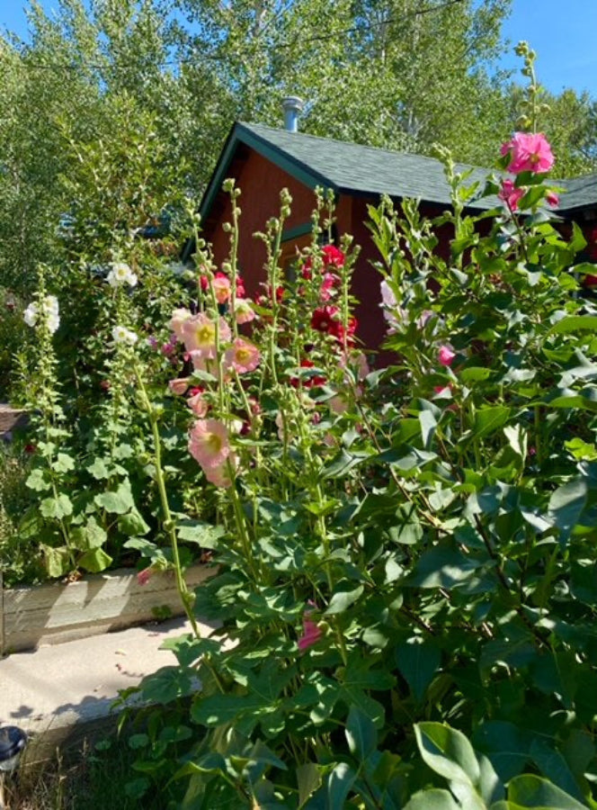 Flower - Hollyhock