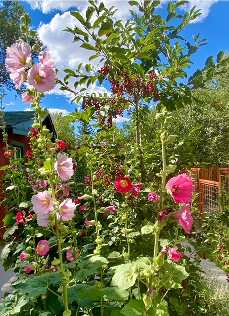 Flower - Hollyhock