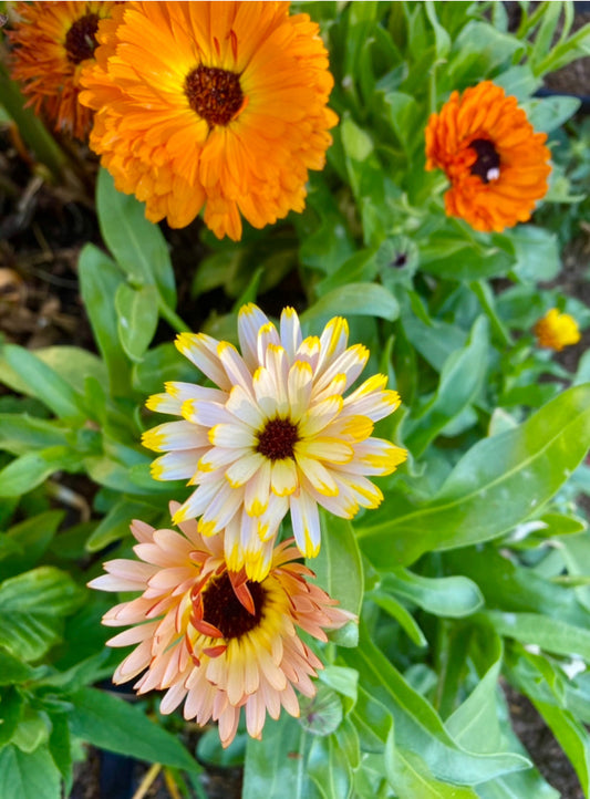 Flower - Calendula Mix