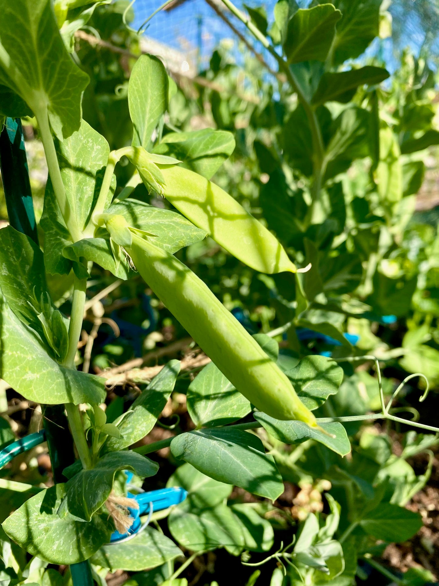 Green Arrow Peas